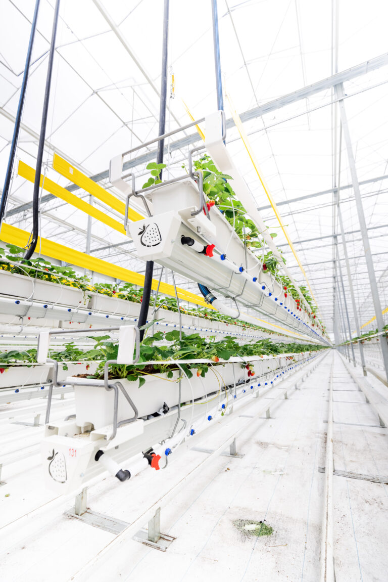 Gouttière suspendue de fraises en production en serre