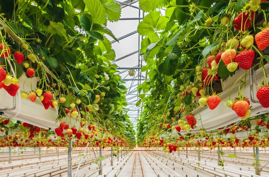 Fraises suspendues en serre dans des rangs de production hors-sol