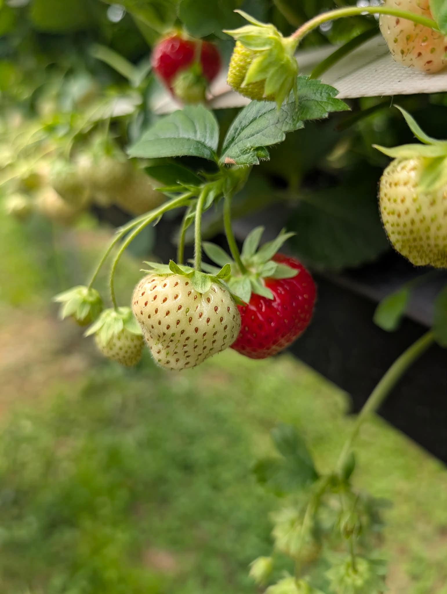 Fraise mûre suspendue sous le feuillage avec pédoncule visible