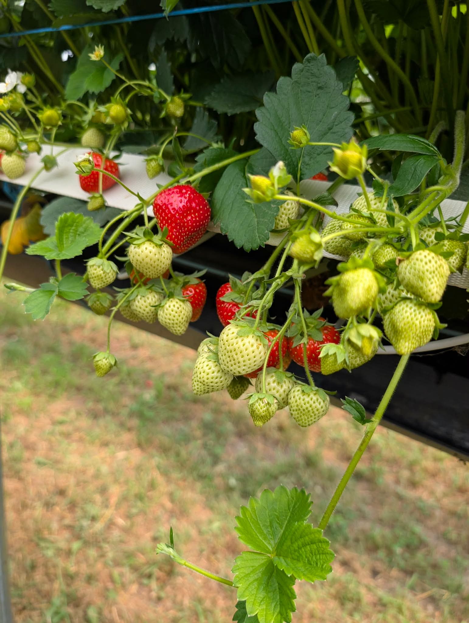 Culture de fraises hors-sol sous tunnel avec fruits suspendus