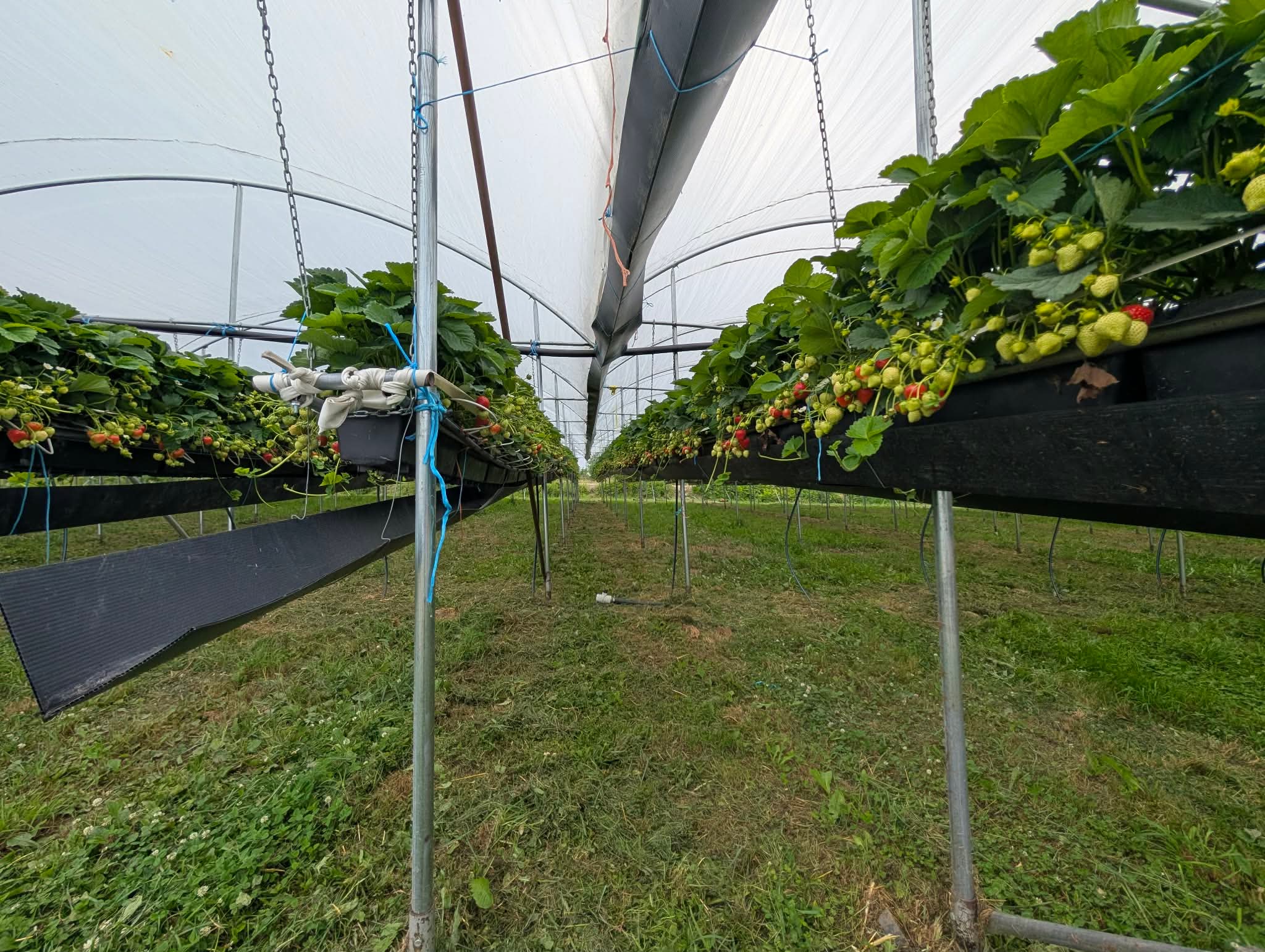 Gouttières hors-sol de fraises utilisées en production en serre
